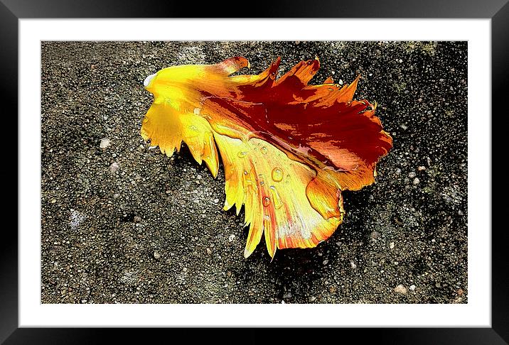 Tulip Petal After Rain Shower Framed Mounted Print by Brian Sharland