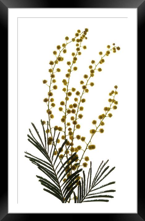 Backlit Mimosa Framed Mounted Print by Brian Sharland