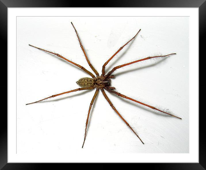 House Spider Framed Mounted Print by sean walters