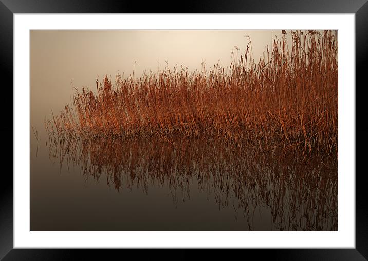 Reed Reflection Framed Mounted Print by Canvas Landscape Peter O'Connor