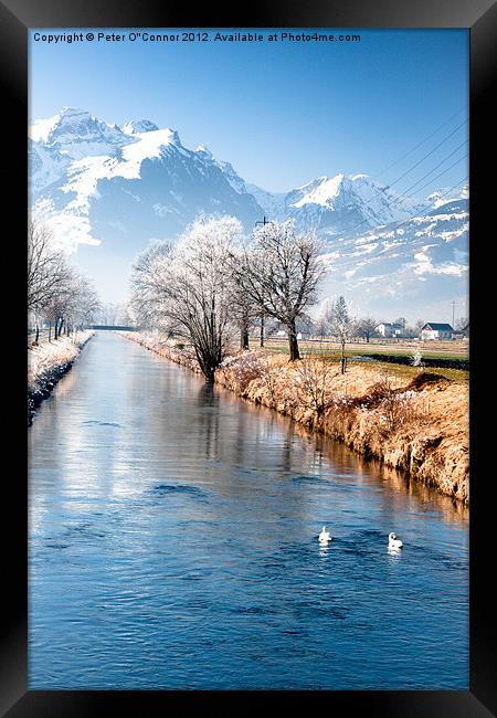 Swans In Switzerland Framed Print by Canvas Landscape Peter O'Connor
