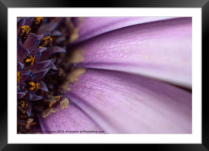 Purple Petals Framed Mounted Print by Canvas Landscape Peter O'Connor