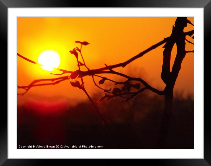 Silhouette of a tree branch Framed Mounted Print by Valerie Brown