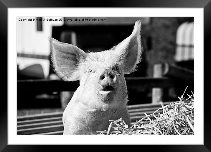 Big eared pig Framed Mounted Print by Matt O'Sullivan