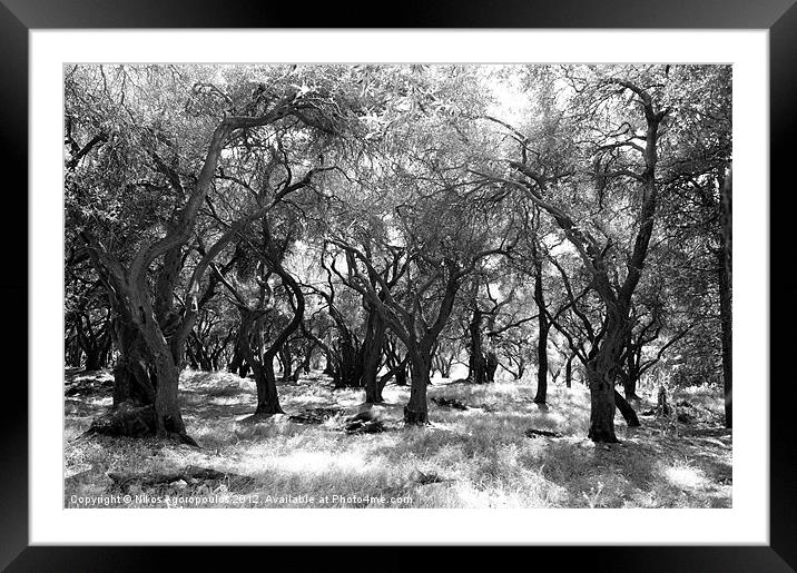 Agelong olive grove Framed Mounted Print by Alfani Photography