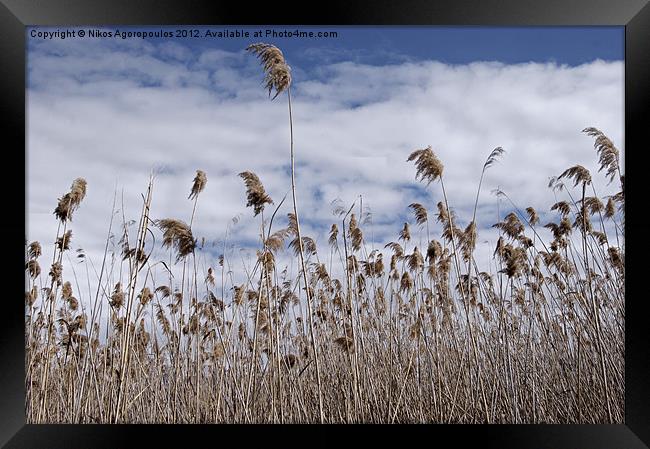 Windswept reeds 1 Framed Print by Alfani Photography