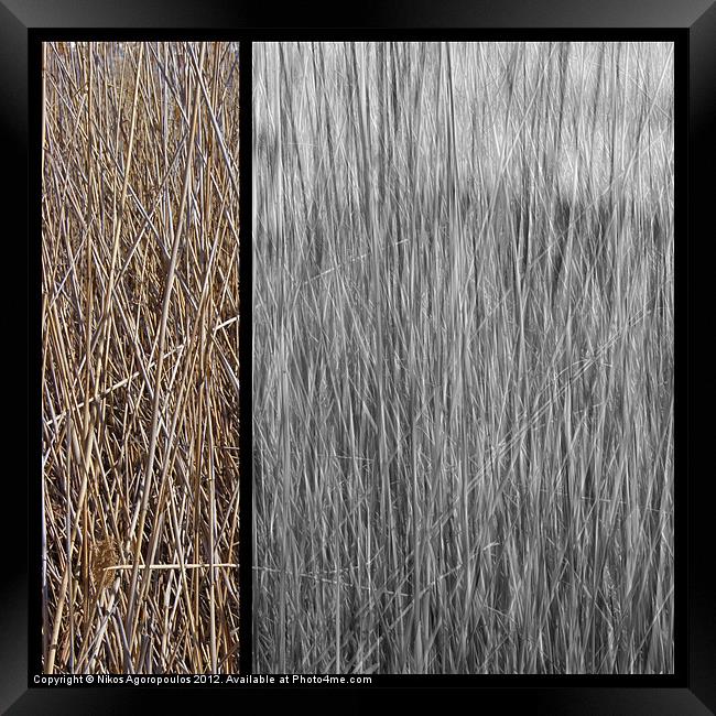 Reeds abstract 3 Framed Print by Alfani Photography
