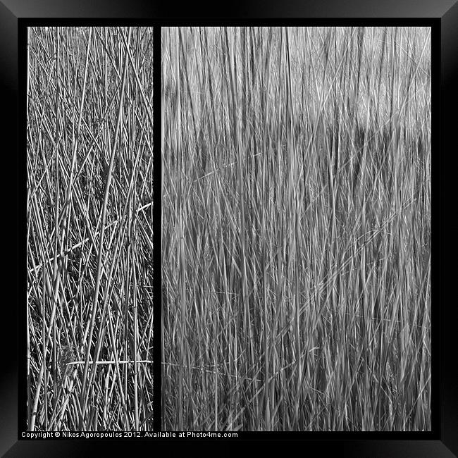 Reeds abstract 4 Framed Print by Alfani Photography