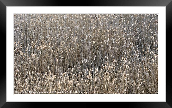 Reed waves Framed Mounted Print by Alfani Photography