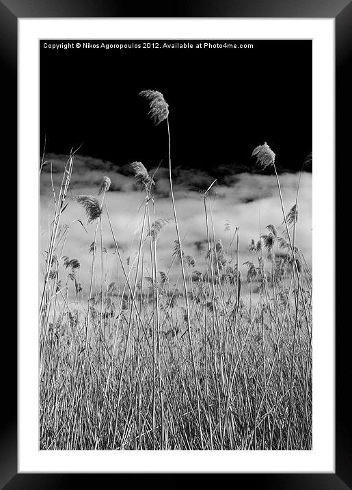 Windswept reeds 4 Framed Mounted Print by Alfani Photography