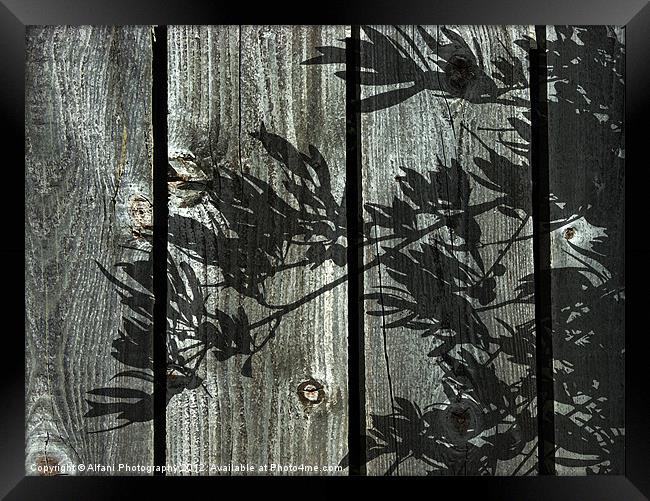 Olive wood Framed Print by Alfani Photography