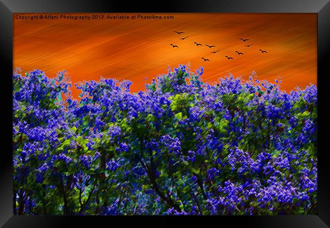 Purple-blue forest Framed Print by Alfani Photography