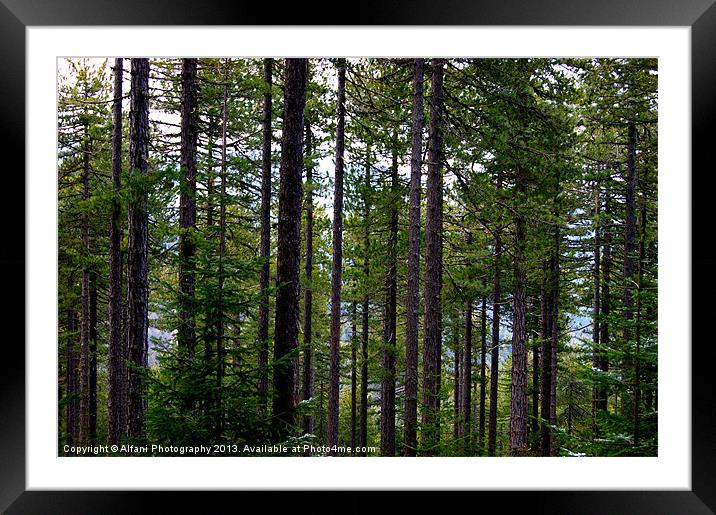 Tree trunks Framed Mounted Print by Alfani Photography
