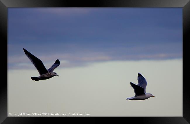 Gulls in Flight on Braighe Framed Print by Jon O'Hara