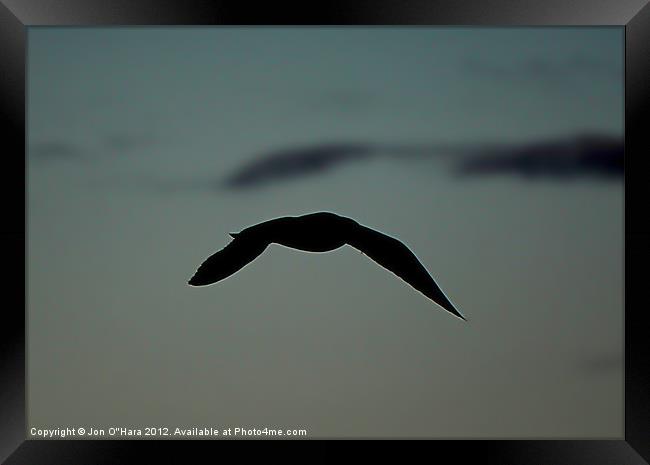 Gull in Flight on Braighe Framed Print by Jon O'Hara