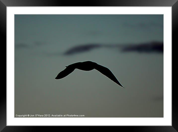 Gull in Flight on Braighe Framed Mounted Print by Jon O'Hara