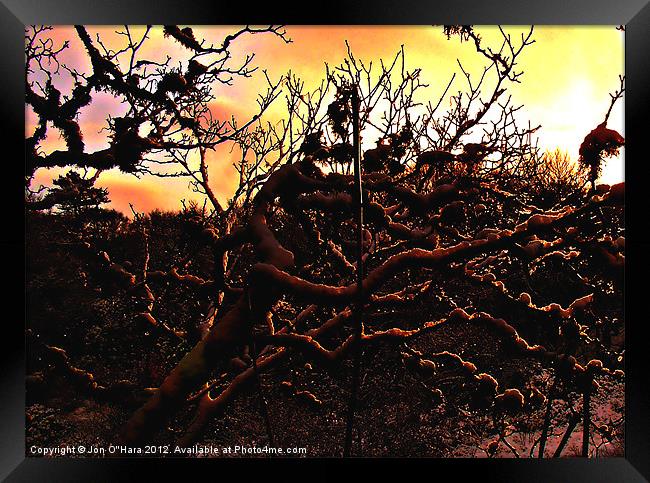 SPARKLE WEB OF TREE Framed Print by Jon O'Hara