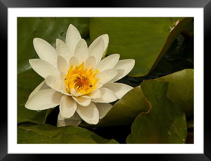 WET WATER LILY Framed Mounted Print by Matthew Burniston