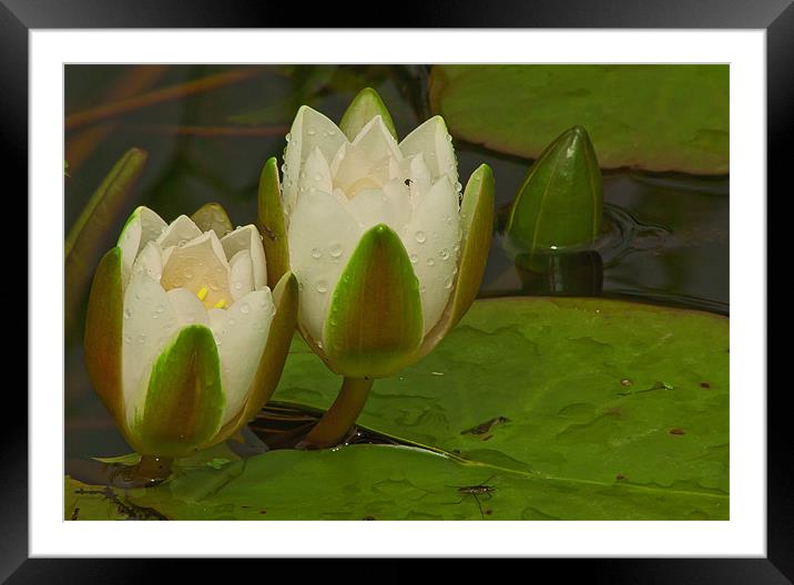 WET WATER LILLY 2 Framed Mounted Print by Matthew Burniston