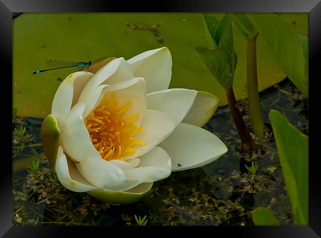 water lilly with Blue Damselfly Framed Print by Matthew Burniston