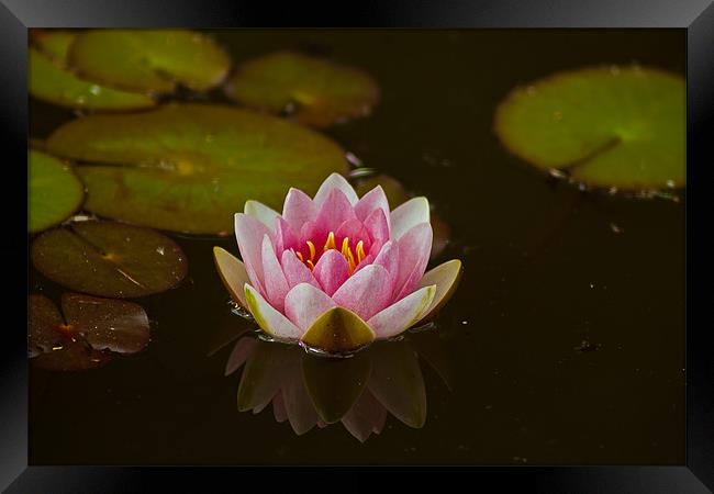 WATER LILY REFLECTION Framed Print by Matthew Burniston