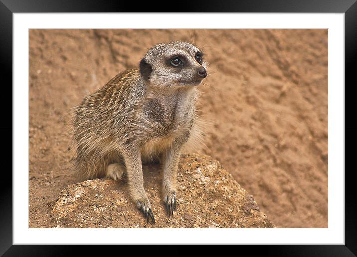 Cheeky face Meerkat Framed Mounted Print by Matthew Burniston