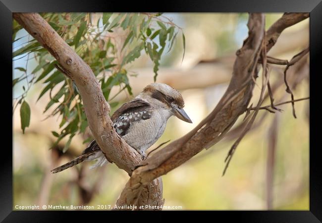 Kookaburra Sits In The Old Gumtree Framed Print by Matthew Burniston