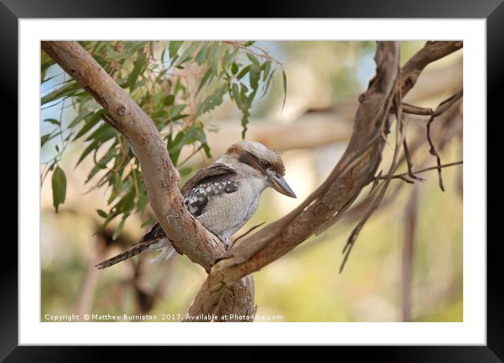 Kookaburra Sits In The Old Gumtree Framed Mounted Print by Matthew Burniston