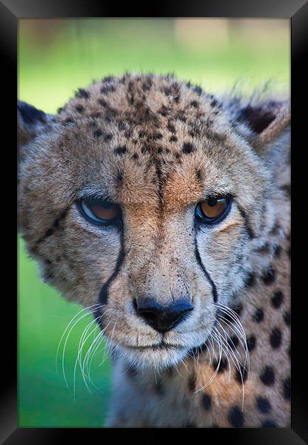 female cheetah Framed Print by daniel sprackman