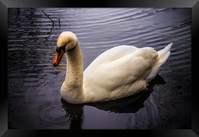Swan on the River Wye Framed Print by Alan Matkin