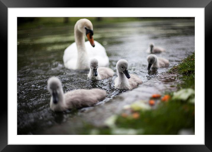  Baby Swans Framed Mounted Print by David Shackle