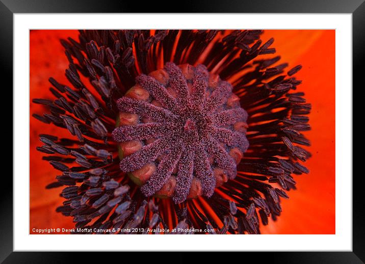 Poppy Framed Mounted Print by Derek Moffat Canvas & Prints