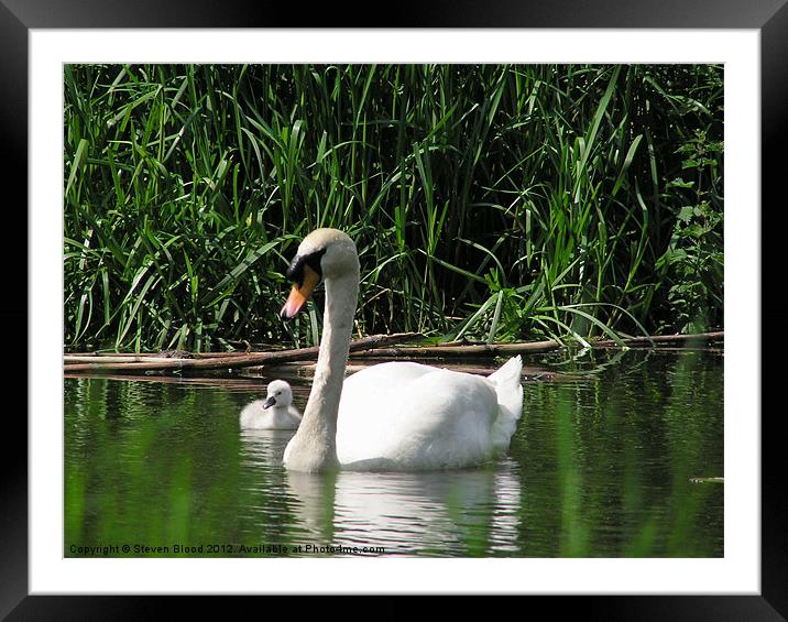 Swan and Sygnet Framed Mounted Print by Steven Blood