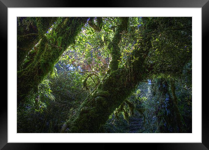 Fairy Forest Framed Mounted Print by Keith Thorne