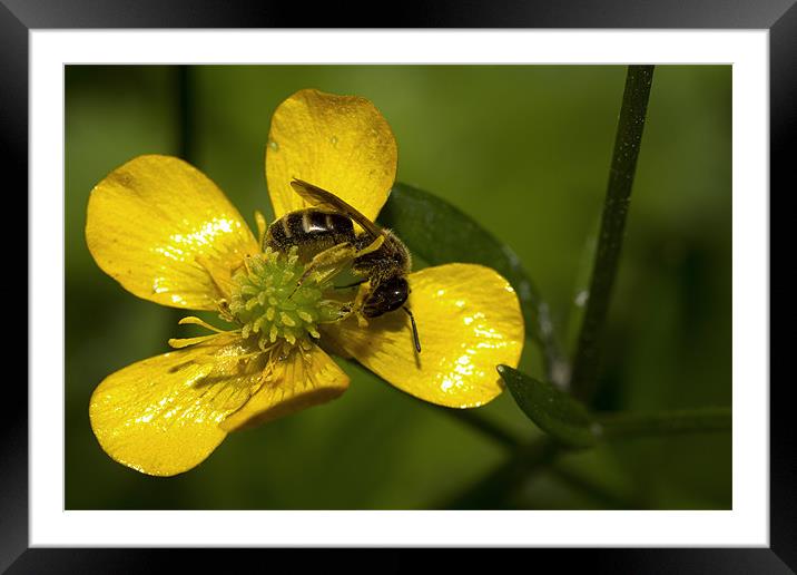 Metallic Buttercup Framed Mounted Print by Keith Thorne