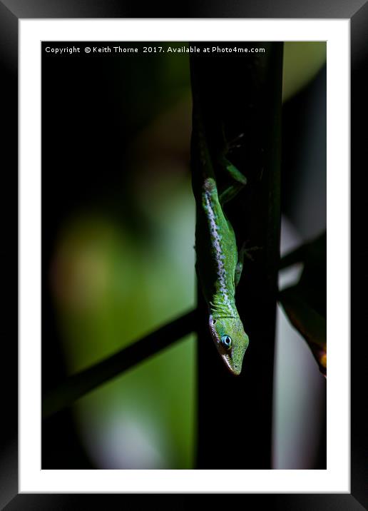 Anole in the shadows Framed Mounted Print by Keith Thorne