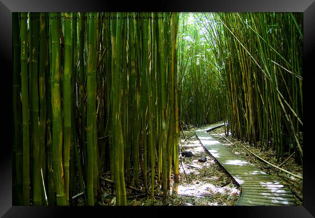 Bamboo Trail Framed Print by Keith Thorne