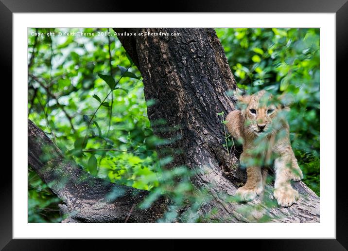 Curious Cub Framed Mounted Print by Keith Thorne