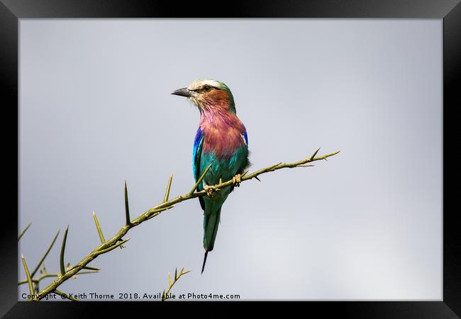 Lilac-Breasted Roller Framed Print by Keith Thorne