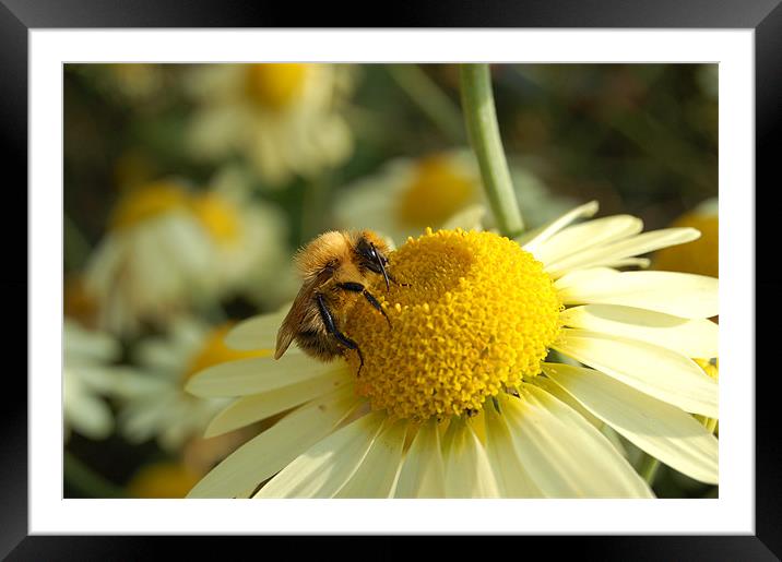 Wimpole Bee Framed Mounted Print by Mike Stevens