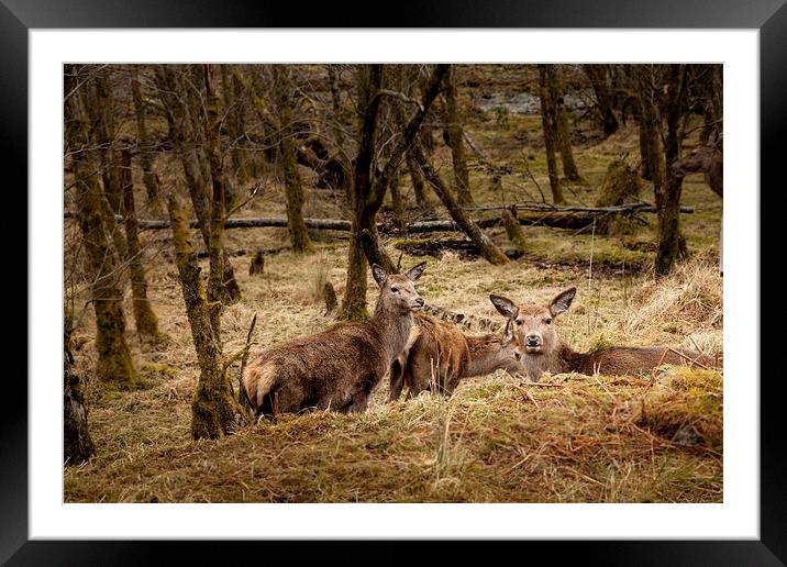 Wild red deer Framed Mounted Print by Gary Finnigan