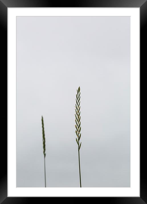 Grass Framed Mounted Print by Gary Finnigan