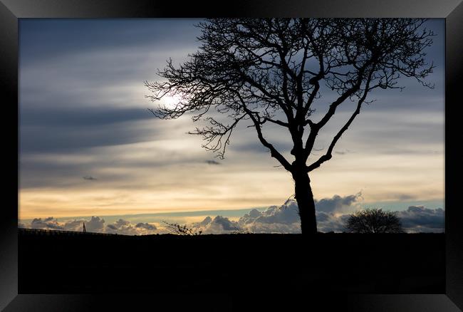 Silhouetted Tree Framed Print by Gary Finnigan