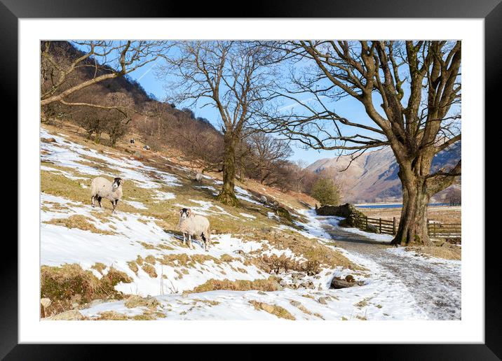 Brotherswater rams Framed Mounted Print by Gary Finnigan