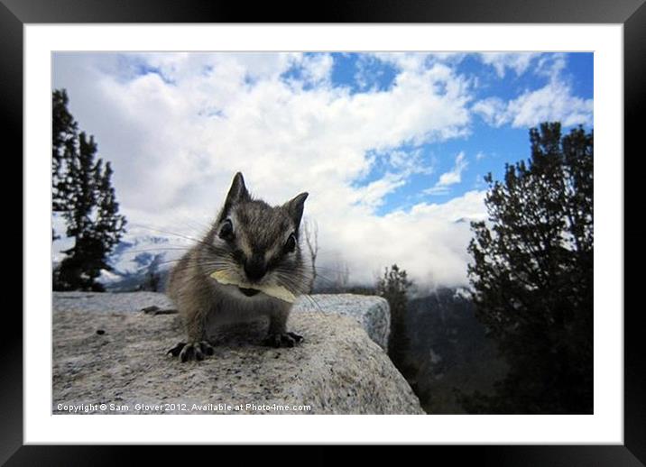 Curious Chipmonk Framed Mounted Print by Sam  Glover