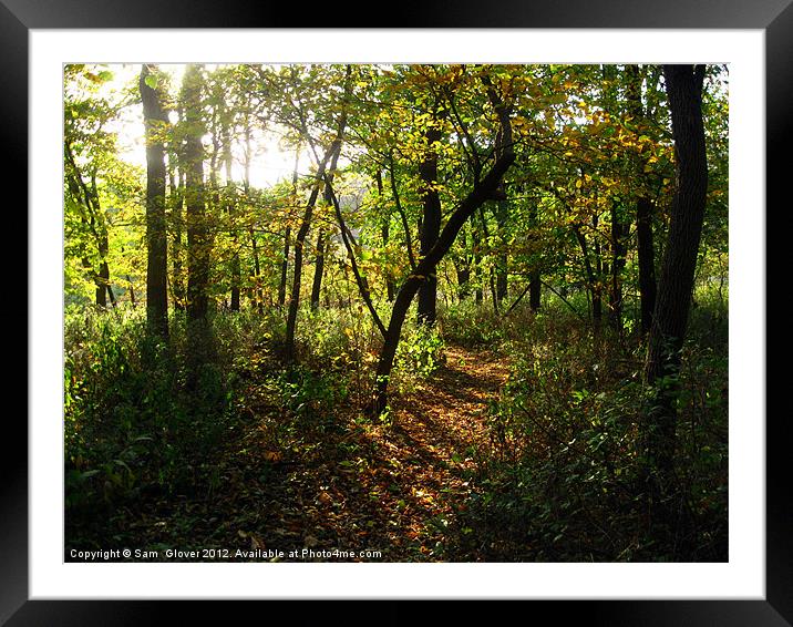 Beautiful day out in the woods Framed Mounted Print by Sam  Glover