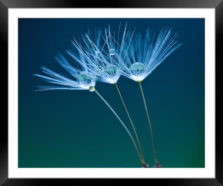 Catching droplets Framed Mounted Print by Martin Beerens