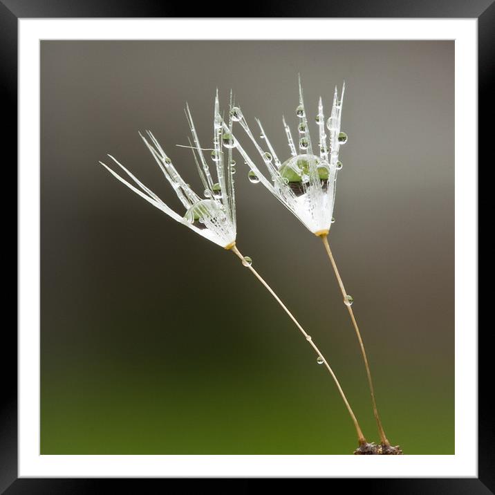 Keeping a droplet Framed Mounted Print by Martin Beerens