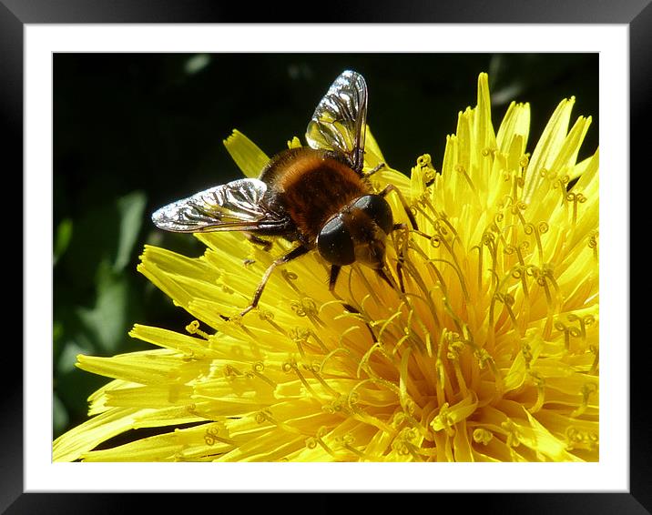 Fly Bee (1) Framed Mounted Print by simon brown