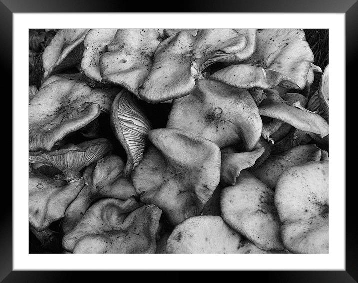 Wild Funghi Framed Mounted Print by simon brown